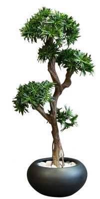 Kyoto Podocarpus (Bonsai) Kunstpflanze Tanaman  